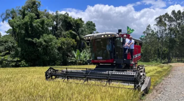 Máquina realiando colheita de arroz
