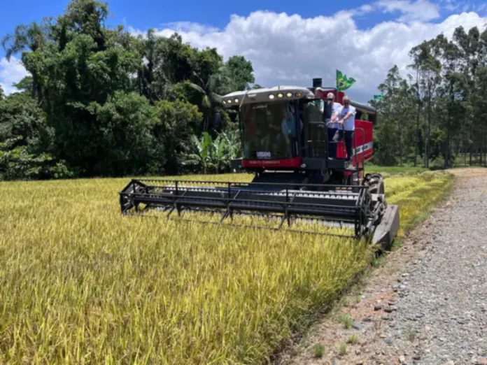 Abertura-colheita-arroz-2026_2 (1) Máquina realiando colheita de arroz