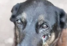 Cão Orelha que sofreu maus tratos