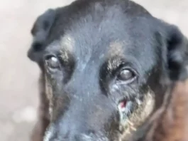 Polícia Civil cumpre mandados em investigação de maus-tratos contra o cão Orelha Cão Orelha que sofreu maus tratos