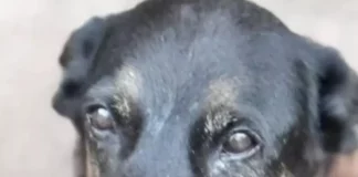 Cão Orelha que sofreu maus tratos