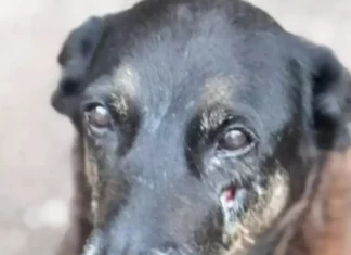 Polícia Civil cumpre mandados em investigação de maus-tratos contra o cão Orelha Cão Orelha que sofreu maus tratos