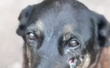 Cão Orelha que sofreu maus tratos