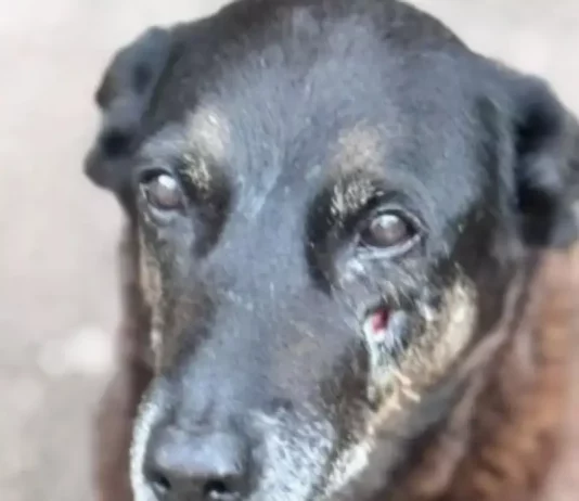 Cão Orelha que sofreu maus tratos