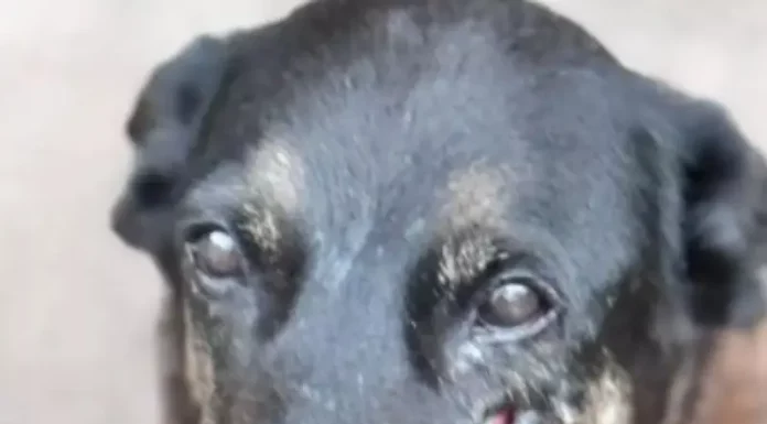 Cão Orelha que sofreu maus tratos