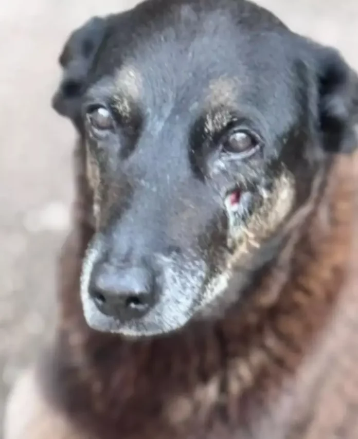 Cão Orelha que sofreu maus tratos