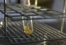 Dengue: Santa Catarina registra alta de 73% nos casos e reforça medidas de prevenção Tubo de ensaio com larvas do mosquito Aedes aegypti em laboratório, usado para monitoramento, pesquisa e controle da dengue.