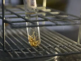 Tubo de ensaio com larvas do mosquito Aedes aegypti em laboratório, usado para monitoramento, pesquisa e controle da dengue.