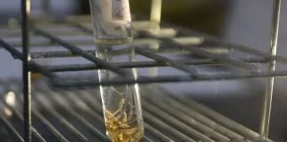 Tubo de ensaio com larvas do mosquito Aedes aegypti em laboratório, usado para monitoramento, pesquisa e controle da dengue.