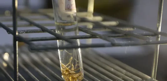 Dengue: Santa Catarina registra alta de 73% nos casos e reforça medidas de prevenção Tubo de ensaio com larvas do mosquito Aedes aegypti em laboratório, usado para monitoramento, pesquisa e controle da dengue.