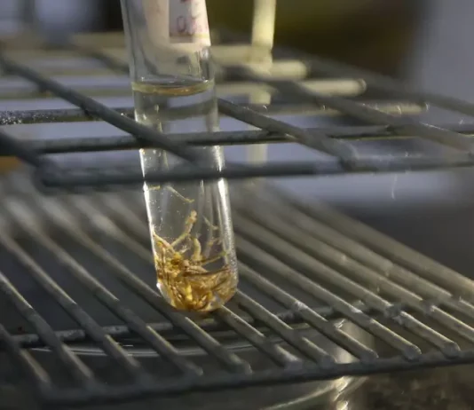 Dengue: Santa Catarina registra alta de 73% nos casos e reforça medidas de prevenção Tubo de ensaio com larvas do mosquito Aedes aegypti em laboratório, usado para monitoramento, pesquisa e controle da dengue.