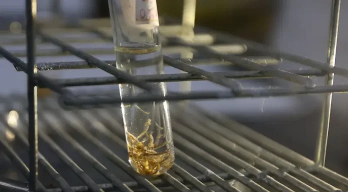 Tubo de ensaio com larvas do mosquito Aedes aegypti em laboratório, usado para monitoramento, pesquisa e controle da dengue.