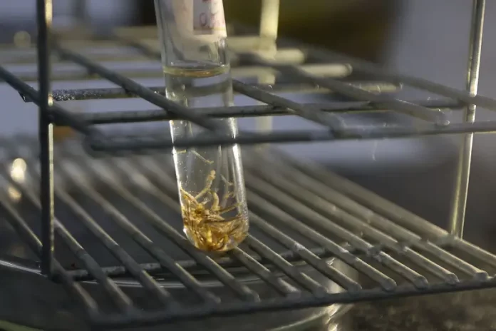 Dengue Tubo de ensaio com larvas do mosquito Aedes aegypti em laboratório, usado para monitoramento, pesquisa e controle da dengue.