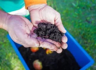Programa Minhoca na Cabeça desvia mais de 900 toneladas de resíduos do aterro sanitário em Florianópolis Pessoa manuseia balde com resíduos em processo de compostagem durante atividade do programa Minhoca na Cabeça.