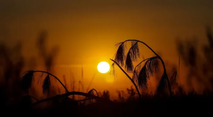 Imagem do sol no horizonte ao entardecer, representando tempo firme, céu limpo e condições estáveis de clima em Santa Catarina.