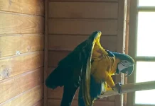 Aarara Canindé resgatada pela polícia em operação contra tráfico de animais silvestres.