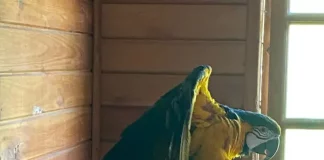 Aarara Canindé resgatada pela polícia em operação contra tráfico de animais silvestres.