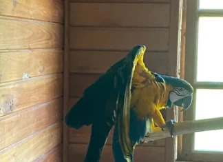 Aarara Canindé resgatada pela polícia em operação contra tráfico de animais silvestres.