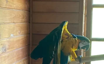 Aarara Canindé resgatada pela polícia em operação contra tráfico de animais silvestres.