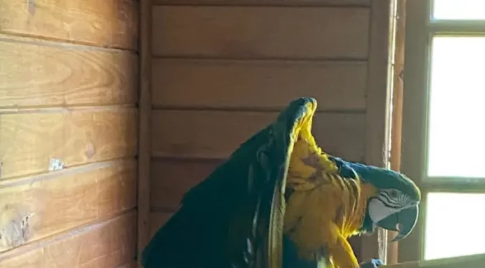 Aarara Canindé resgatada pela polícia em operação contra tráfico de animais silvestres.