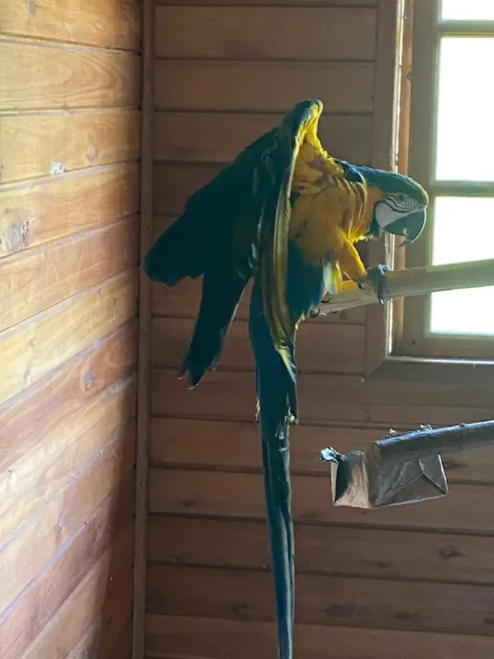 Aarara Canindé resgatada pela polícia em operação contra tráfico de animais silvestres.