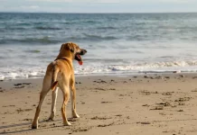 Cão na faixa de areia observando o mar, imagem ilustrativa sobre a liberação de cães nas praias de Florianópolis.