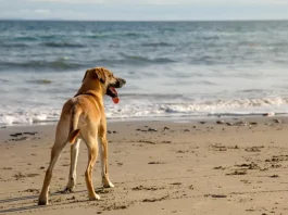 Cão na faixa de areia observando o mar, imagem ilustrativa sobre a liberação de cães nas praias de Florianópolis.