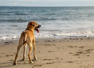 Cão na faixa de areia observando o mar, imagem ilustrativa sobre a liberação de cães nas praias de Florianópolis.