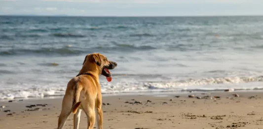 Cão na faixa de areia observando o mar, imagem ilustrativa sobre a liberação de cães nas praias de Florianópolis.