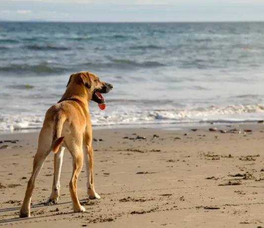 Cão na faixa de areia observando o mar, imagem ilustrativa sobre a liberação de cães nas praias de Florianópolis.