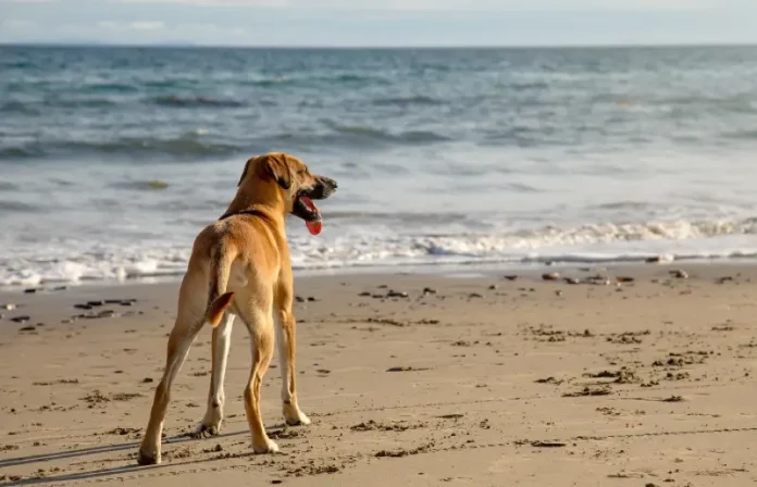Cão na faixa de areia observando o mar, imagem ilustrativa sobre a liberação de cães nas praias de Florianópolis.