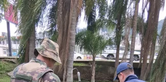 Bombeiros realizam resgate de jacaré preso em galeria