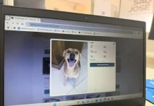 Plataforma de adoção de pets lançado pela Prefeitura Municipal de São José