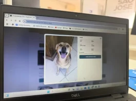 Plataforma de adoção de pets lançado pela Prefeitura Municipal de São José