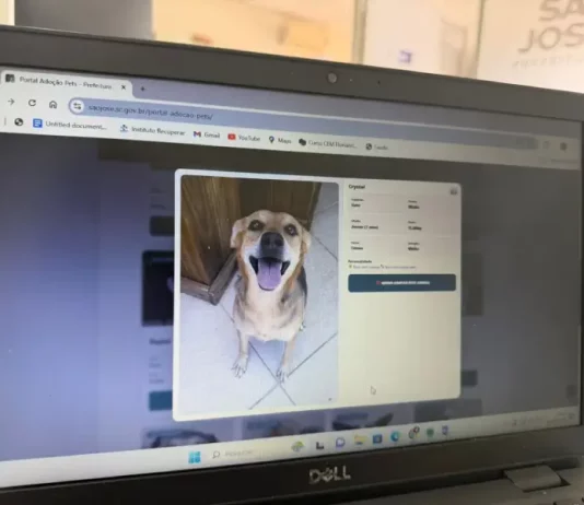 Plataforma de adoção de pets lançado pela Prefeitura Municipal de São José