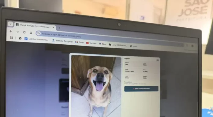 Plataforma de adoção de pets lançado pela Prefeitura Municipal de São José
