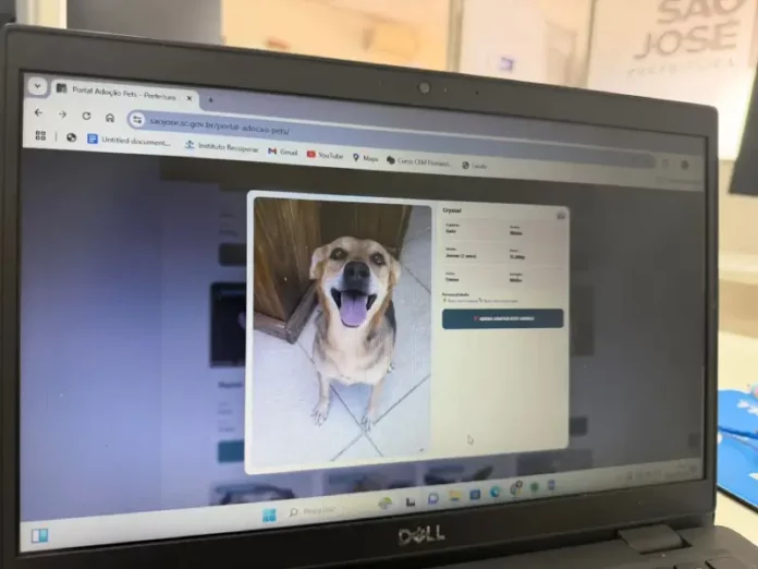 Plataforma de adoção de pets lançado pela Prefeitura Municipal de São José