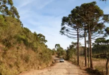 Estrada rural em Santa Catarina sob sol e céu limpo, cercada por vegetação e araucárias, ilustrando as temperaturas em Santa Catarina, com manhãs frias e tardes mais quentes previstas para o fim de semana no estado.