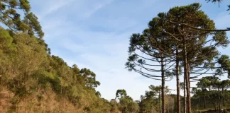 Estrada rural em Santa Catarina sob sol e céu limpo, cercada por vegetação e araucárias, ilustrando as temperaturas em Santa Catarina, com manhãs frias e tardes mais quentes previstas para o fim de semana no estado.
