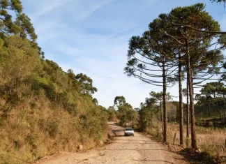 Fim de semana terá manhãs frias e tardes quentes em Santa Catarina Estrada rural em Santa Catarina sob sol e céu limpo, cercada por vegetação e araucárias, ilustrando as temperaturas em Santa Catarina, com manhãs frias e tardes mais quentes previstas para o fim de semana no estado.
