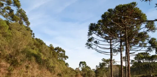 Fim de semana terá manhãs frias e tardes quentes em Santa Catarina Estrada rural em Santa Catarina sob sol e céu limpo, cercada por vegetação e araucárias, ilustrando as temperaturas em Santa Catarina, com manhãs frias e tardes mais quentes previstas para o fim de semana no estado.
