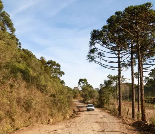 Estrada rural em Santa Catarina sob sol e céu limpo, cercada por vegetação e araucárias, ilustrando as temperaturas em Santa Catarina, com manhãs frias e tardes mais quentes previstas para o fim de semana no estado.