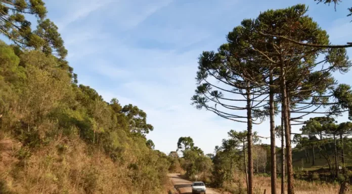 Estrada rural em Santa Catarina sob sol e céu limpo, cercada por vegetação e araucárias, ilustrando as temperaturas em Santa Catarina, com manhãs frias e tardes mais quentes previstas para o fim de semana no estado.