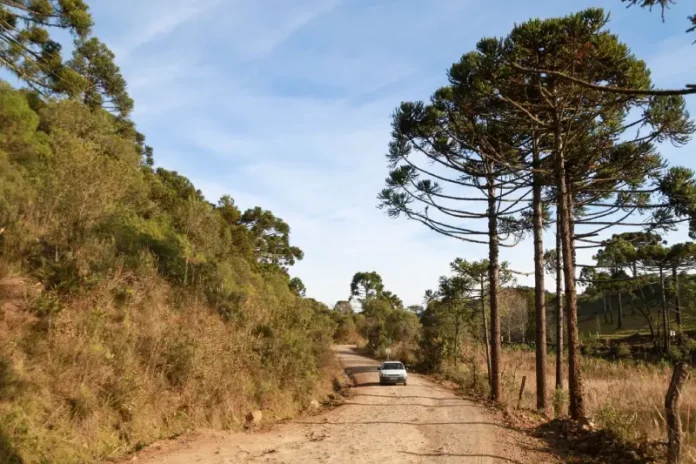 Estrada rural em Santa Catarina sob sol e céu limpo, cercada por vegetação e araucárias, ilustrando as temperaturas em Santa Catarina, com manhãs frias e tardes mais quentes previstas para o fim de semana no estado.