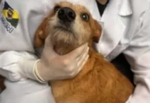 Atuação do MPSC resulta em acolhimento para 70 cães e uma pessoa denunciada por maus-tratos cão vítima de maus-tratos recebendo atendimento