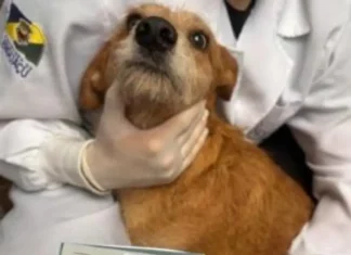 cão vítima de maus-tratos recebendo atendimento