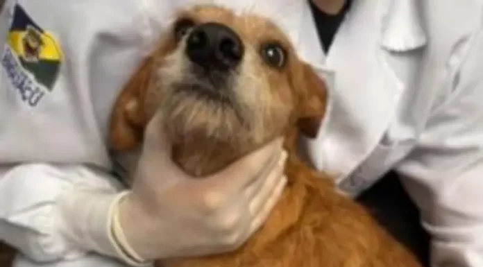 cão vítima de maus-tratos recebendo atendimento