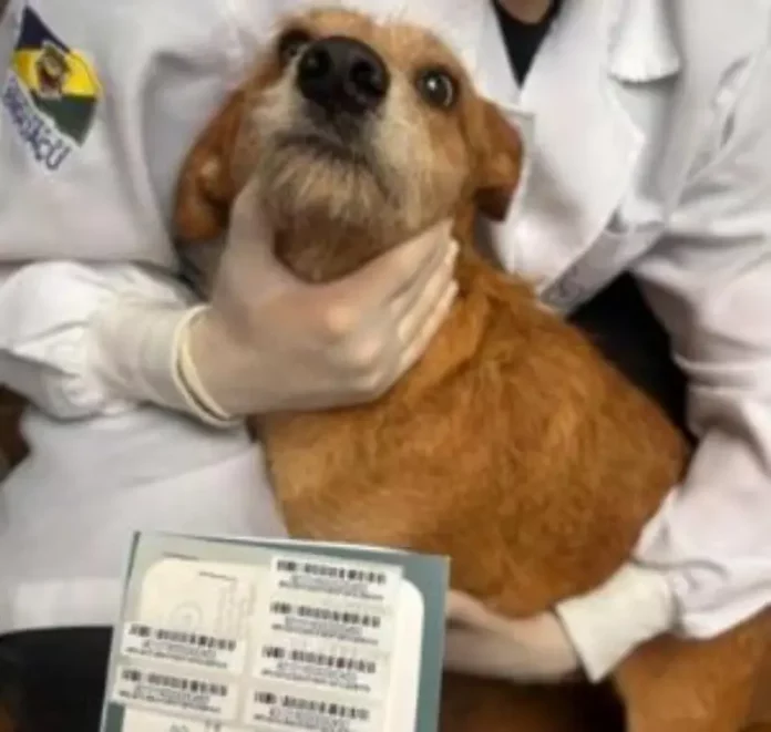 cão vítima de maus-tratos recebendo atendimento