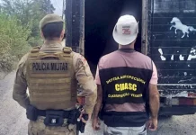 Policiais militares ao lado de caminhão utilizado no transporte de animais recolhidos em ações contra a Farra do Boi em Santa Catarina.