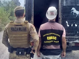 PMSC inicia Operação Quaresma contra a Farra do Boi em Santa Catarina com multas de até R$ 20 mil Policiais militares ao lado de caminhão utilizado no transporte de animais recolhidos em ações contra a Farra do Boi em Santa Catarina.